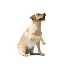 Portrait of Labrador Retriever sitting on white background