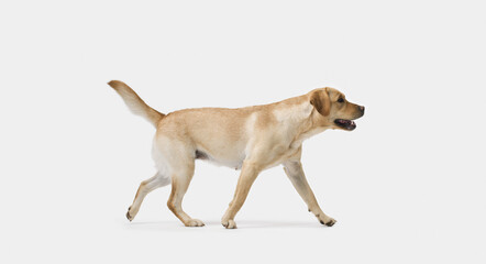 Portrait of Labrador Retriever Walking on white background