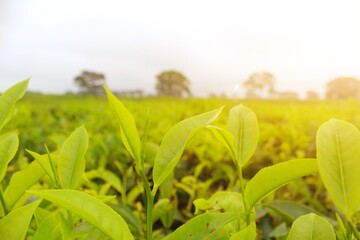 Young shoots of fresh green tea in the sun.  summer morning atmosphere on a tea garden farm