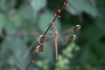 枝にとまったメスのミヤマアカネの写真 © 円山はり