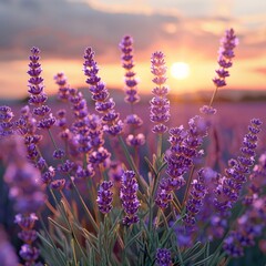 Purple Lavender Field at Sunset