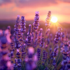 Harvest Sunrise with Lavender Field