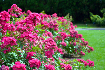 Obraz premium Rosa moschata, the musk rose; Dinky (Velheav). Pink rose blooming, rose flowers