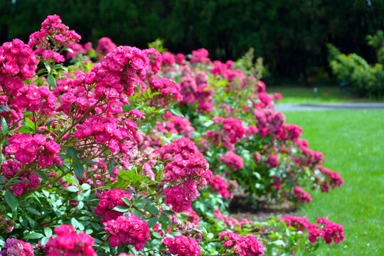 Rosa moschata, the musk rose; Dinky (Velheav). Pink rose blooming, rose flowers