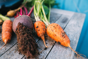 frisches geerntetes Obst und Gemüse aus dem Schrebergarten, Selbstversorger und Anbau frische Ernte