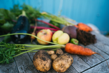 frisches geerntetes Obst und Gemüse aus dem Schrebergarten, Selbstversorger und Anbau frische Ernte
