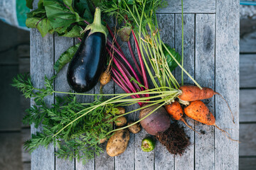 frisches geerntetes Obst und Gemüse aus dem Schrebergarten, Selbstversorger und Anbau frische Ernte