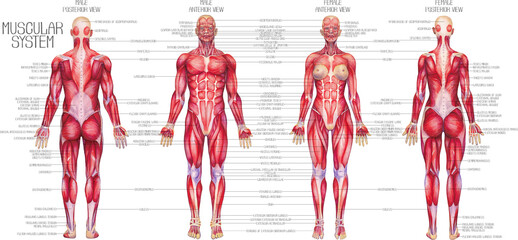 Watercolor anatomical illustration of a male and female human muscular systems