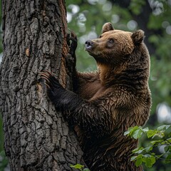 Grizzly Bear Climbing a Tree in the Forest
