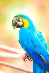 Blue and Gold Macaw or Ara ararauna