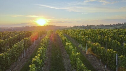 Aerial over vineyard farm in Tuscany Italian hills during epic sunset. Red wine production and...