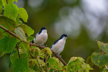 Butcherbird in Nairobi National Park