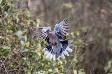Red-Eyed Dove (Streptopelia semitorquata)