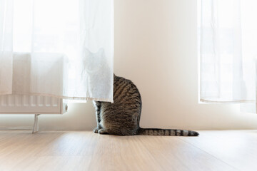 tabby cat hid behind the curtains. High quality photo
