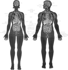 Watercolor male and female human bodies with internal organs and a cardiovascular systems