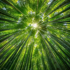 The Enchanting Path: A Journey Through a Bamboo Forest