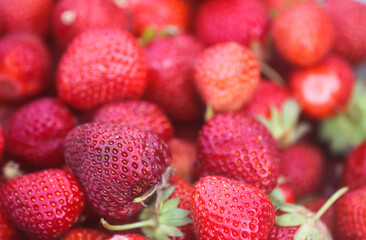 Fresh ripe organic strawberry. Freshly picked red berries. Healthy food.