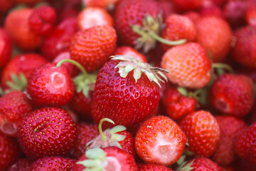 Fresh ripe organic strawberry. Freshly picked red berries. Healthy food.