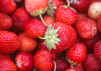 Fresh ripe organic strawberry. Freshly picked red berries. Healthy food.