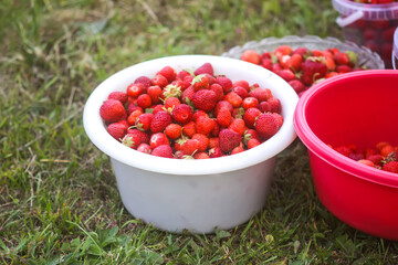 Fresh ripe organic strawberry. Freshly picked red berries. Healthy food.