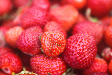 Fresh ripe organic strawberry. Freshly picked red berries. Healthy food.