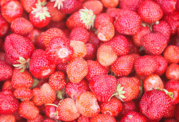 Fresh ripe organic strawberry. Freshly picked red berries. Healthy food.