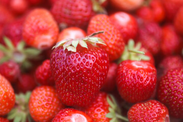 Fresh ripe organic strawberry. Freshly picked red berries. Healthy food.
