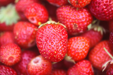 Fresh ripe organic strawberry. Freshly picked red berries. Healthy food.