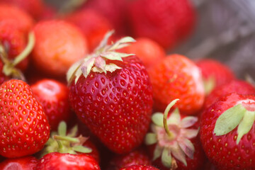 Fresh ripe organic strawberry. Freshly picked red berries. Healthy food.