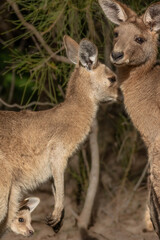 A young kangaroo joey peeps out of its mother's pouch as the parent Eastern Grey Kangaroos stand close together in this family scene at Arundel wetlands on the Gold Coast in Queensland, Australia.