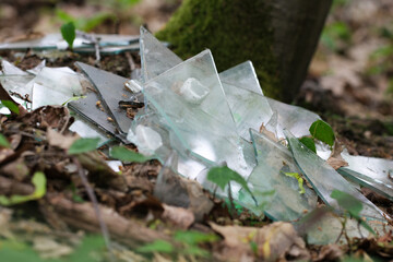 Umweltverschmutzung, Glasscherben im Wald