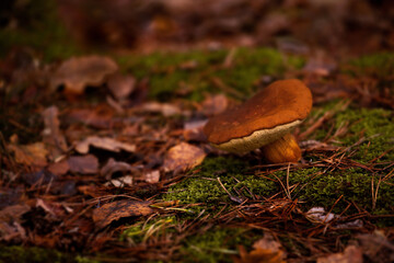 mushroom on the moss