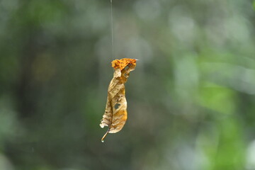 Yellow color flower hanging on a spider web