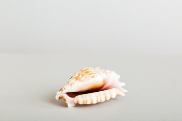 Summer time concept with sea shells or starfish on a table background with copy space for text