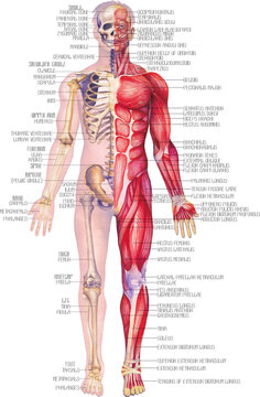 Detailed watercolor illustration of a male human anatomy showing skeletal and muscular systems.