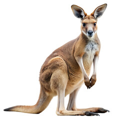 Fototapeta premium kangaroo on transparent background