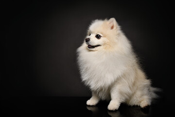 Portrait of a Spitz dog sitting on a black background, side view