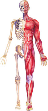 recommend clip art: Detailed watercolor illustration of a male human anatomy showing skeletal and muscular systems.