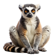 Fototapeta premium lemur on transparent background