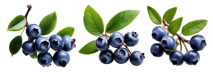 Set of branches of delicious ripe blueberries, cut out