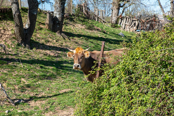 blonde cow leaning out looking at camera