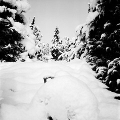 Trees in the Swiss Alps under an heavy snowfall, shot with analogue Black and White film technique