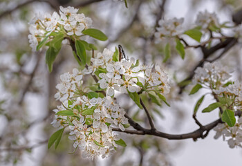 white flower on cherry branch in spring