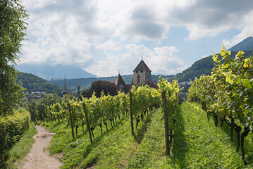 footpath along the vineyard Spiez with view to the castle, tourist resort switzerland