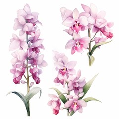 Set of water color of a Dendrobium orchid, with clusters of delicate blooms, in a greenhouse, Clipart isolated on white