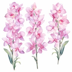 Set of water color of a Dendrobium orchid, with clusters of delicate blooms, in a greenhouse, Clipart isolated on white