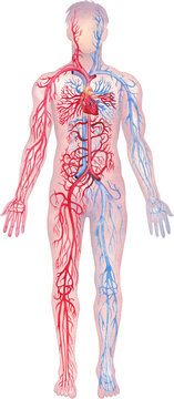 Illustration showing human circulatory system with red arteries and blue veins