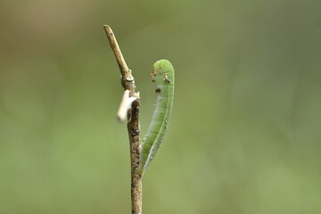 caterpillar 