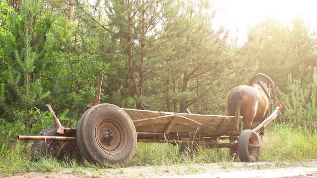 bay horse, harnessed to a wooden cart