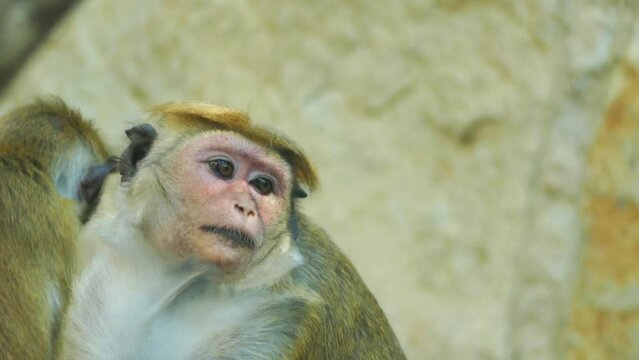 Toque macaque (Macaca sinica)